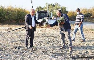 Kurşunlu mahallesine Lavanta bahçesi