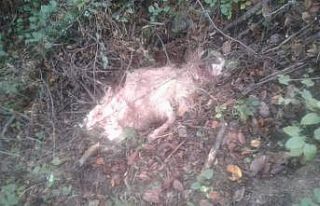 Kurtlar sürüye saldırdı: 10 koyun telef oldu