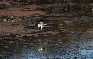 "Kuş dedektifi" 13 saatte 113 kuş türü...