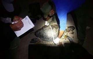 Kuşadası’nda iki kaplumbağa ölü olarak bulunduu