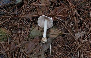 Kuşadası’nda keşfedilen mantara “Türkiye“...