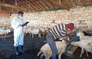 Kütahya’da ’Halk Elinde Küçükbaş Hayvan Islahı’...