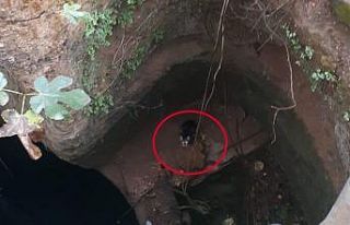 Kuyuya düşen kedi çaresizce kurtarılmayı bekledi