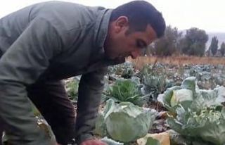 Lahanalarını henüz toplamayan çiftçiler iklim...