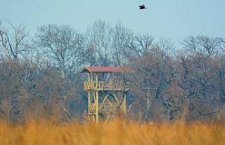 Longozda hazan güzelliği