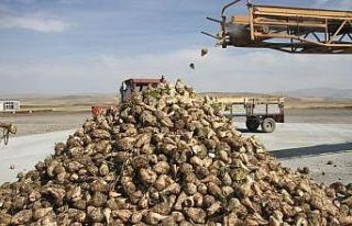 Malazgirt’te şeker pancarı verimi çiftçilerin...
