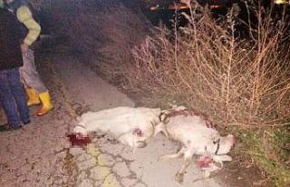 Manisa’da otomobil koyun sürüsüne çarptı