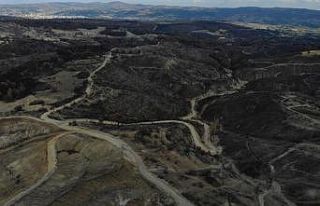 Manisa’da yangın yaraları sarılıyor