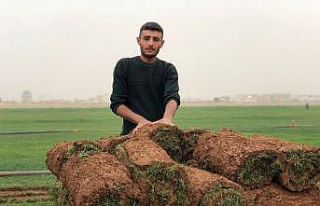 Mardin’de üretilen çimler Irak’a ihraç ediliyor