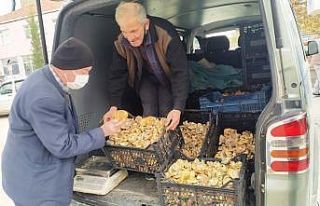 Melki mantarı cep yakıyor