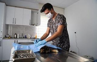 Menderes’te sokak hayvanları emin ellerde