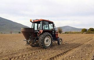 Menteşe’de ata tohumu buğdaylar toprakla buluştu