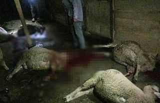 Meraya atılan gübre 8 koyunu telef etti