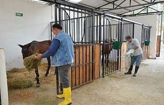 Mersin’de dere kenarında ölüme terk edilen atlar...