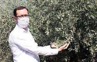 Mersin’de yerel zeytin genetik kaynakları koruma...