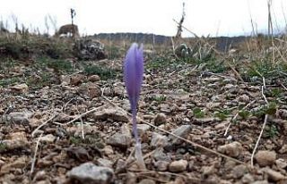 Meşe ağaçlarının son bahar görüntüsü görsel...
