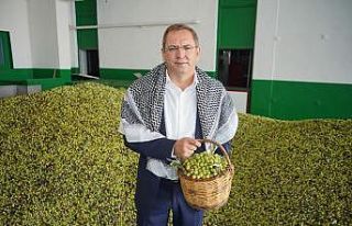 Mesut Ergin “Dünya Zeytin Ağacı” gününü...