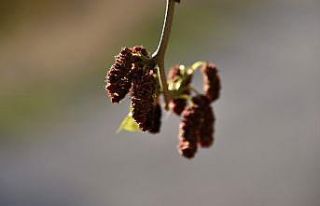 Mevsimi şaşıran dut ağacı kış ayında meyve...