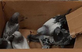 Midyat’ta 2 hırsızlık zanlısı yakalandı