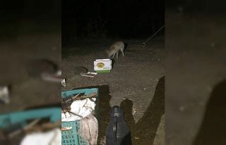 ‘Minnoş’ adını verdiği tilkiyi yiyecekle kendine...