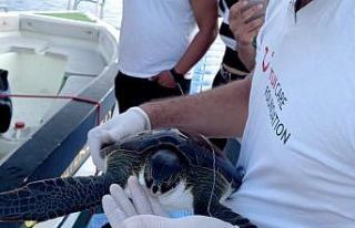 Misina yutan Yeşil Deniz kaplumbağası DEKAMER’e...