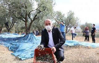 Mudanya Belediyesi’nden zeytin üreticisine 356...