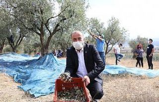 Mudanya Belediyesi’nden zeytin üreticisine destek