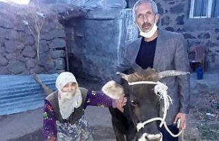 Necla Nine cami inşaatı için ineğini bağışladı