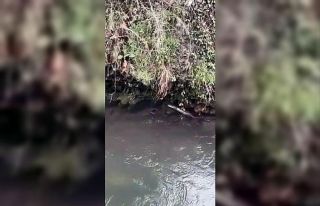Nesli tükenmekte olan su samuru Giresun’un Çanakçı...