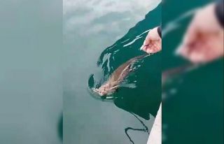 Nesli tükenmekte olan su samuru Kastamonu’da ortaya...