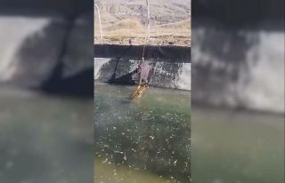 Ölmek üzere olan tilkiyi, kalp masajıyla hayata...