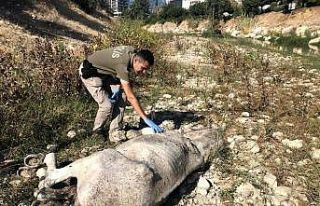 Ölüme terk edilen atları, hayvan polisi kurtardı