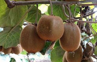 Ordu kivisi dalında satıldı