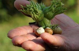 Ordu’da fındık 23 liradan işlem görüyor