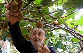 Ordu’da kivi hasadı başladı