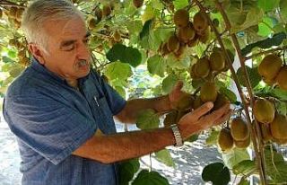 Ordu’da kivi hasadında son günler