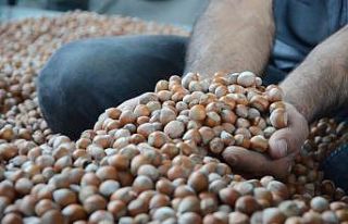Ordu’da serbest piyasada fındık 23,5 lira