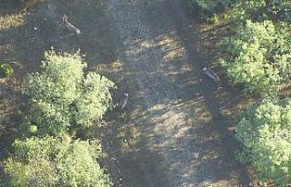 Ormandaki geyikleri termal drone ile böyle saydılar