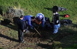 Osmangazi’ye 220 bin kış çiçeği