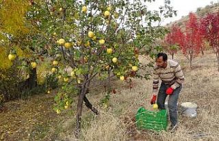 (Özel) Asırlık bağlarda ayva hasadı