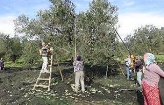 (Özel) Bahçeden şişeye zeytinyağının öyküsü