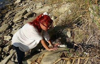 (Özel) Çanakkale’de 9 milyon yıl öncesine ait...
