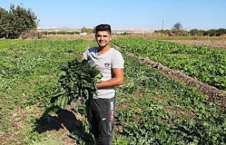 (Özel Haber) Şanlıurfa’da ıspanak hasadı başladı
