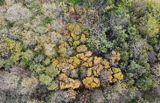 (Özel) İstanbul’un hemen yanı başında bambaşka...