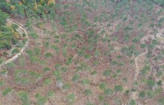 (Özel) Kazdağları’nın genleri gelecek nesillere...