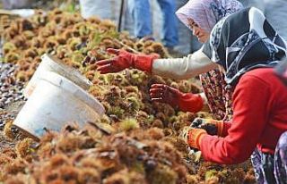 (Özel) Kestane hasadı bitti, şeker üretimi başladı