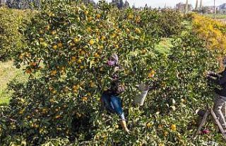 (Özel) Maskeli, mesafeli mandalina hasadı başladı