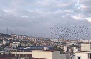 (Özel) Sığırcıkların gökyüzünde görsel şöleni...