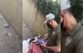 Pitbull sahiplerine 28 bin 686 lira para cezası