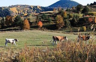 Posof rengarenk